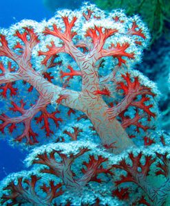 coral colours