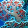 coral colours